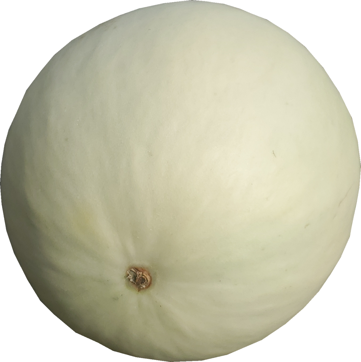 Honeydew Melons Deppner's FF